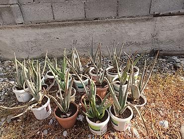 купить перлит: Алоэ вера (Aloe barbadensis) в горшках - Крупные взрослые розетки с — 9