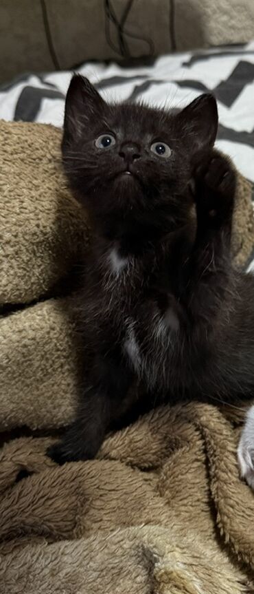 показы 1 354 72 договорная кошка даром британская короткошёрстная 1 год мальчик метис 2 позвонить написать: 2 айлык, Эркек, Кара, Курттардан тазаланган, Лотокко барууга үйрөтүлгөн