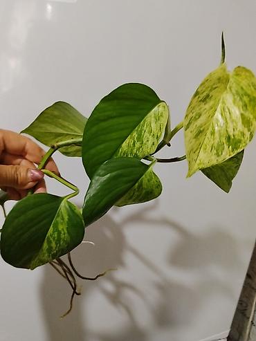 глоксинию: Глоксиния (Sinningia speciosa) в горшке.250с 2.Монстера Альба — 4