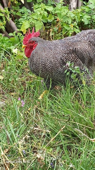 İtlər: Barred rock xoruzu tam saglam.aktiv 1 illik çatdırmaq.olar vatsap var