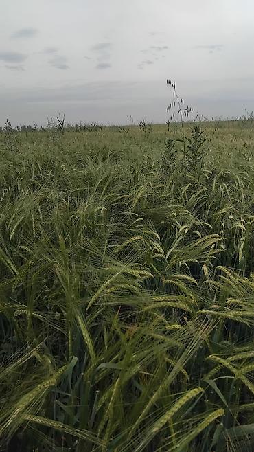 Продажа участков: 129 соток — 18