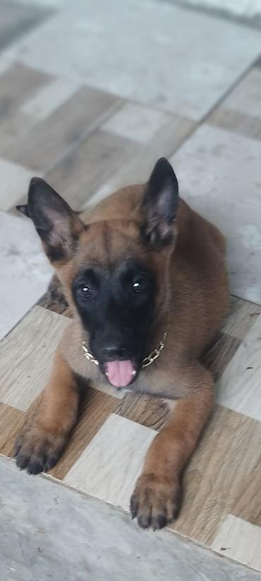 Belçika çoban iti, 2 ay, Peyvəndli