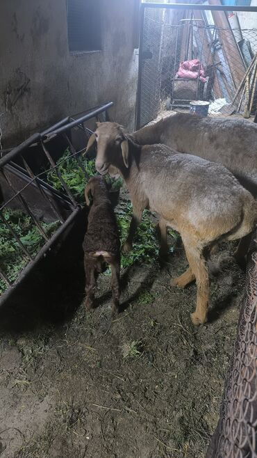 кармушки для овец: Продаю | Овца (самка), Ягненок, Баран (самец)