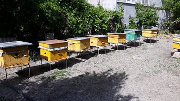 Arılar: Arılar 12 ramkadır.8 və daha cox ramka rasploddur.Və yaxud 1ramka 30