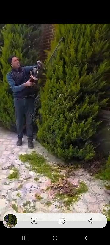 Bağbanam ağaclarin dərmanlanmasi, kesilməsi,tənəklərin lalafo.az -da Bağbanam ağaclarin dərmanlanmasi, kesilməsi,tənəklərin