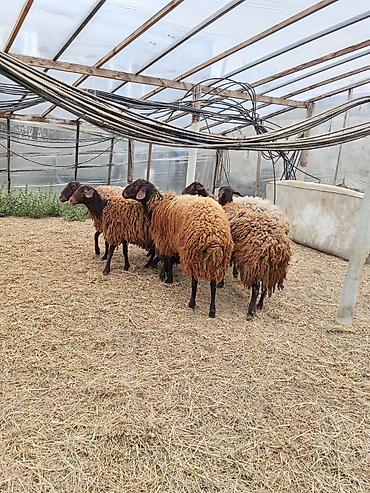 Qoyunlar, qoçlar: Dişi, Qala, il: 1, 50 kq, Damazlıq, Ünvandan götürmə — 2