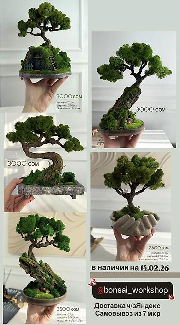 Декоративные цветы: В переводе с японского Бонсай означает «дерево, выращенное в блюде» — 41