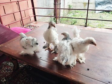 продаю куриц: Продаю | Цыплята | Брама | На забой, Для разведения, Несушки