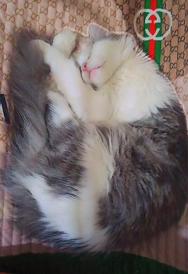 сколько стоит мейн кун: 3 года, Девочка, Приучена к лотку — 4