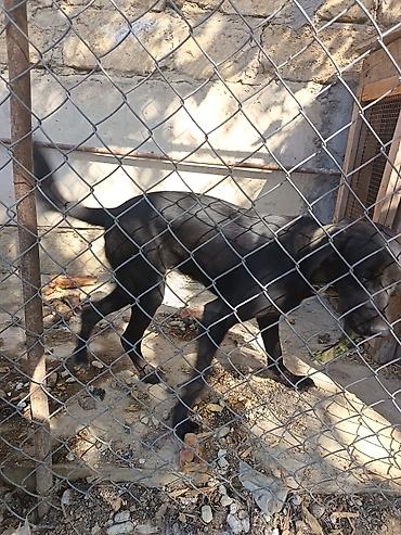 Другие товары для животных: Labrador Retriever, Dişi cinsidir, 8-9 aylıqdı, baxmağa vaxt yoxdu — 4