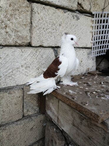 çardaq quşun yuvası: ÜNVAN MASALLI SATILIR 3 MAYA QİYMƏT 1 DƏNƏSİNƏ AYİDİR