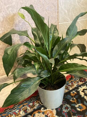 Женское счастье (Спатифиллюм): Спатифиллум (Spathiphyllum) в горшке - Пышный взрослый куст с плотной