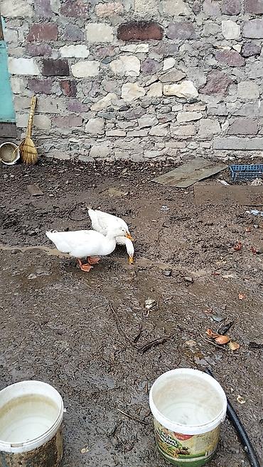 pekin ördeği: Dişi, Damazlıq, Ünvandan götürmə — 3