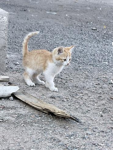 Отдам даром кошку: Котята, помёт из 4 хвостиков. - Окрас: три светло-серых с серебристым — 5