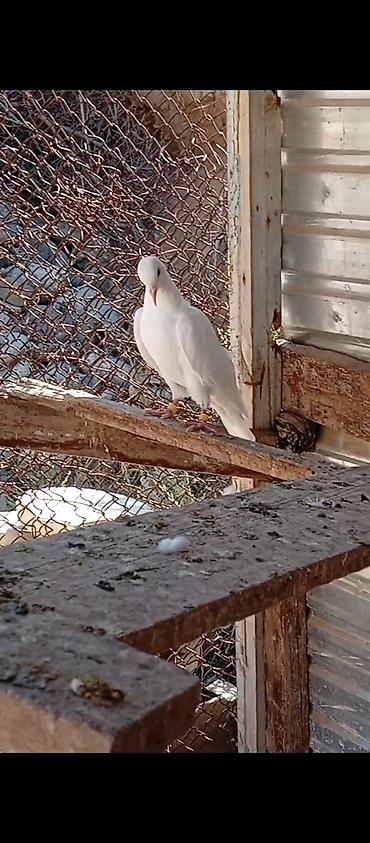 машинка для животных: Сатылат — 4