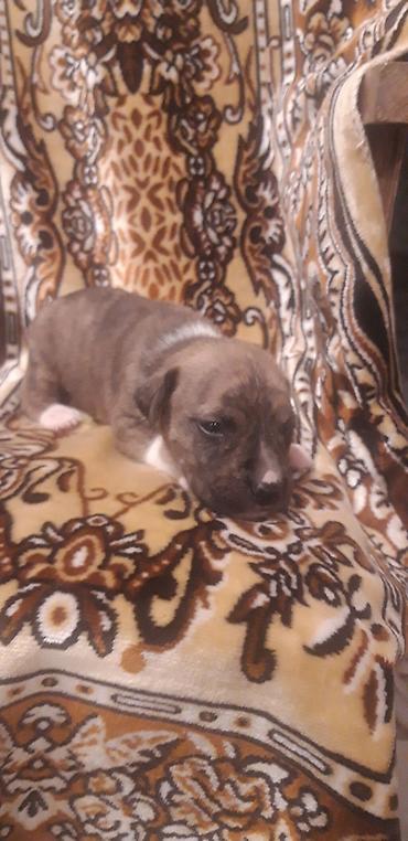 İtlər: Pitbul — 7