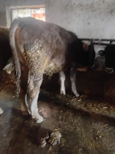 Коровы, быки: Продаю | Бык (самец) | На откорм — 11