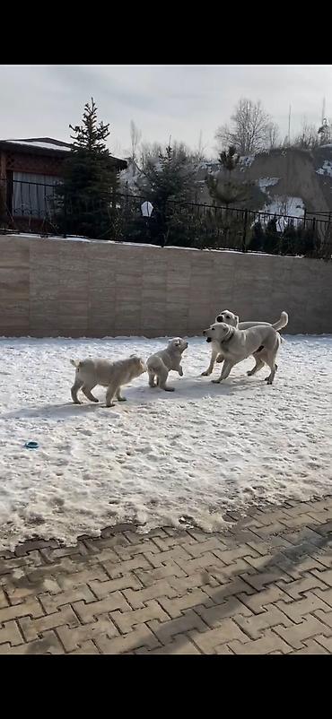 İtlər: Alabay — 10