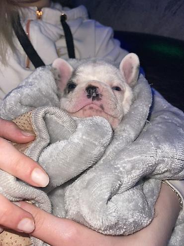 Psi: Francuski buldog štenci – merle i bele šare, plave oči - Rasa — 1