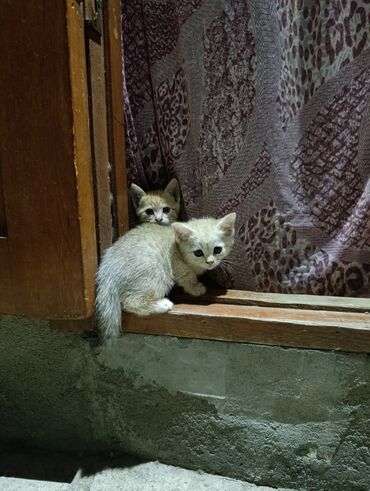 дикие кошки: 1 айлык, Ургаачы