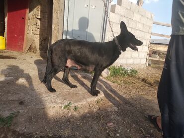 Продажа собак: Овчарка, 3 года, Самка, С прививкой