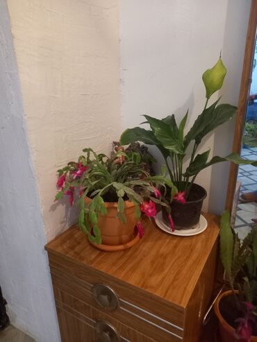 Otaq bitkiləri: İç məkan üçün canlı dekorativ güllər və sukulentlər - Amaryllis — 2