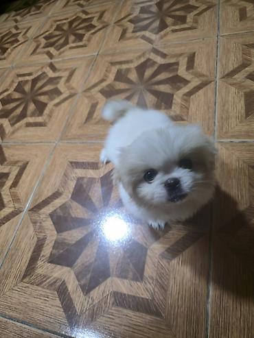İtlər: Pekines, 2 ay, Dişi — 7