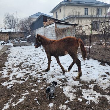 Лошади, кони: Продаю | Конь (самец), Жеребенок | Полукровка, Английская | Для разведения, Конный спорт — 13
