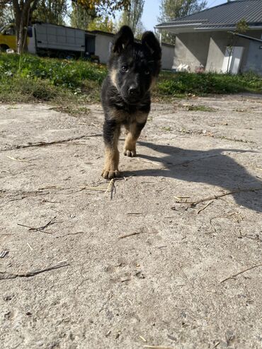 меняю собаку: Немецкая овчарка, 2 месяца, Самец at lalafo.kg меняю собаку: Немецкая овчарка, 2 месяца, Самец