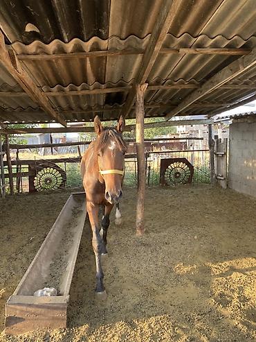 m horse: Продаю | Конь (самец), Жеребец | Полукровка | Для разведения, Рабочий, Конный спорт | Осеменитель — 2