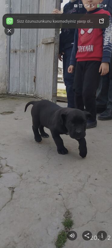 it balasi satilir: Kane-Korso, 2 ay, Erkek, Peyvəndli, Ünvandan götürmə, Pulsuz çatdırılma, Ödənişli çatdırılma