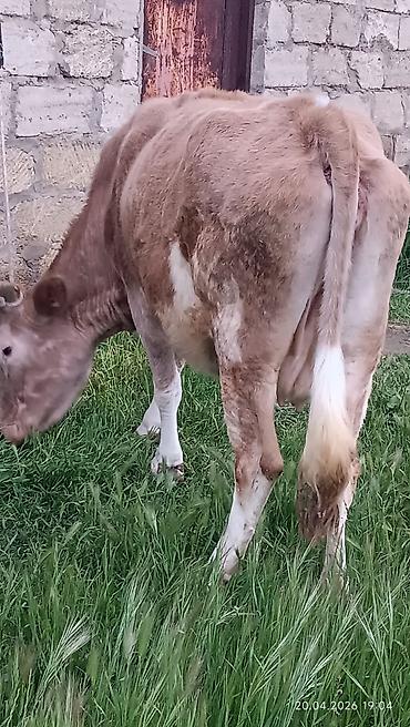 Inəklər, öküzlər: Simental tipli dişi inək - Rəng: açıq-qəhvəyi və ağ ləkəli - Sağım — 2