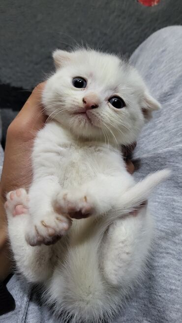 Pişiklər: Şotland yastı qulaq — 5