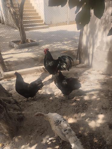 toyuq satilir: Toyuq, Australorp, Damazlıq, Ünvandan götürmə — 2