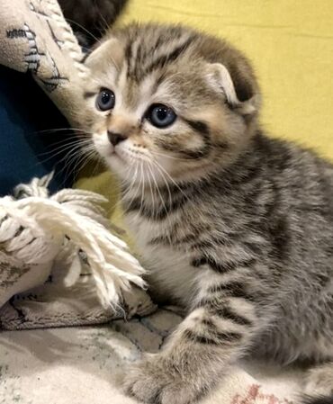 Коты: Шотландская Вислоухая девочка Скоттиш-фолд возраст 1.5 мес, тигровая