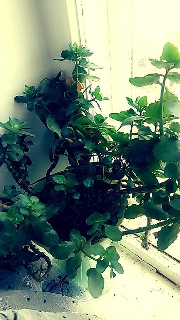 Отдам даром: Цветы от 50 сом и выше — 5