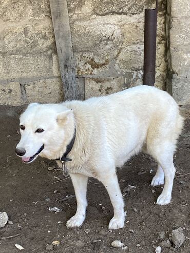 haski itlerin qiymeti: 4 il, Dişi, Sənədli, Ünvandan götürmə