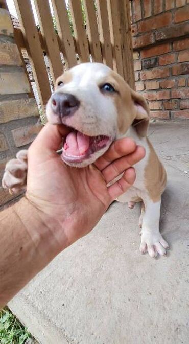 Psi: Američki Stafordski terijer, plavi štenci Na prodaju dva muška šteneta — 14