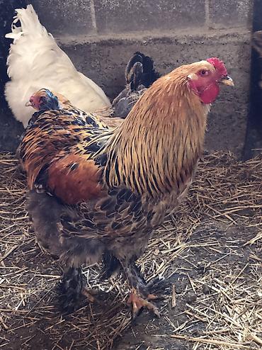 Куры, петухи: Продаю | Петух | Для разведения, На забой — 6