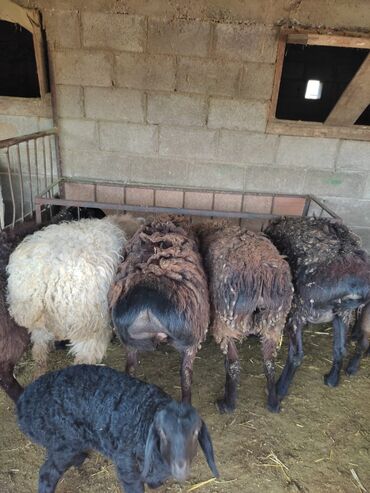 Бараны, овцы: Продаю | Овца (самка) | Гиссарская | На забой, Для разведения, Для шерсти | Матка