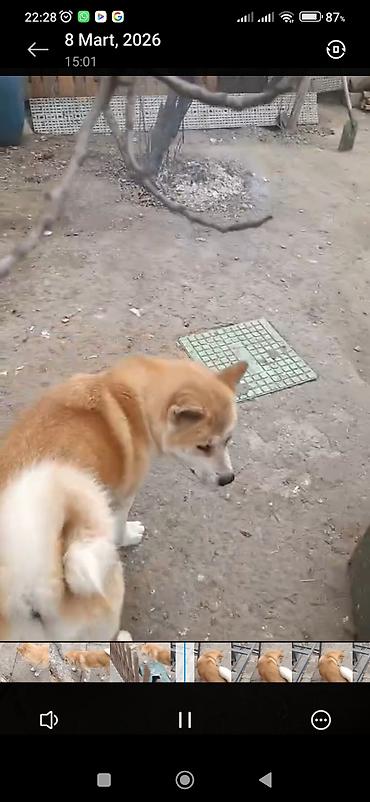 pekines iti: Akita-inu, 1 il, Dişi, Peyvəndli, Ünvandan götürmə — 7