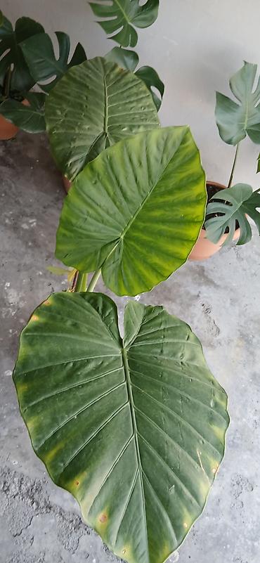 bitki guli: Filodendron “Plowmanii” (aroid) – böyük yarpaqlı dekorativ otaq — 4