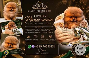 doberman cena: Ekskluzivni pomeranci iz vrhunske brazilske krvne linije — 6