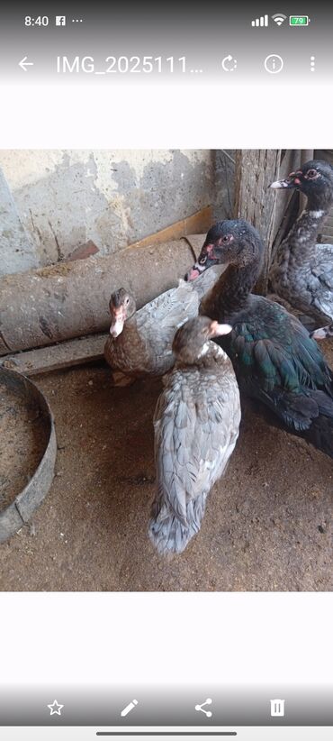 Digər heyvanlar: Salam şəkildə gördüyüvüz heyvanlar satılır 5 dənədi 2 erkək 3 dişidi — 8