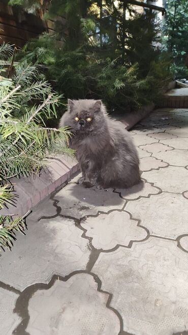 дом животные: 🏡🐈В Аламедине-1, возле магазина ТОМОМО такой кот. На улице ему трудно