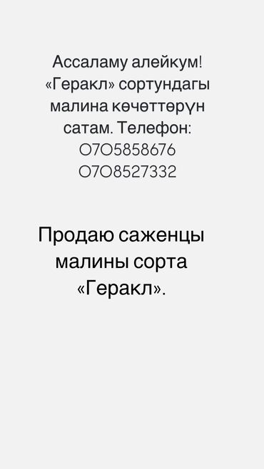 купить семена сафлора в бишкеке: Саженцы : Малина, Платная доставка, Самовывоз, Бесплатная доставка