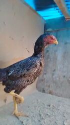 купить кролик декоративный: Продаю | Петух | Бойцовая | Для разведения