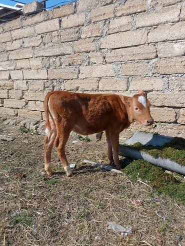 Dana, buzov: Dana, buzov, Dişi, Simental, ay: 4, Ünvandan götürmə