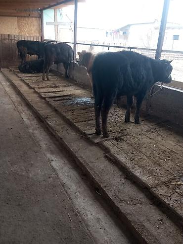 Коровы, быки: Продаю | Бык (самец) | На откорм | Привязанные at lalafo.kg — 10 Коровы, быки: Продаю | Бык (самец) | На откорм | Привязанные — 10