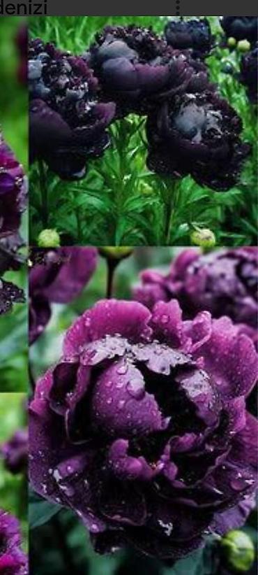 Садовые цветы и кустарники: Саженцы цветка: Пионы, Самовывоз, Платная доставка — 20